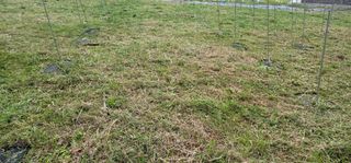 박종화님의 기타작물 · 영농일지 작성글 사진