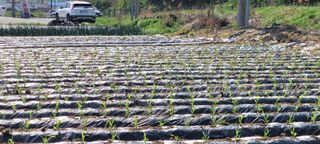 목대균님의 옥수수 · 영농일지 작성글 사진