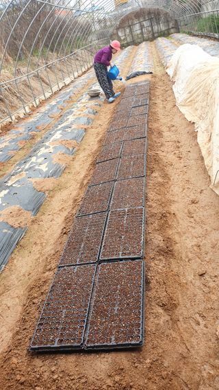 수성농민님의 기타작물 · 영농일지 작성글 사진