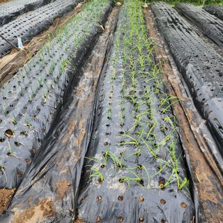 최동원님의 오이 · 영농일지 작성글 사진