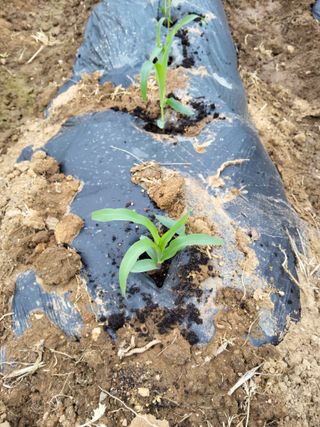 홍기철님의 옥수수 · 영농일지 작성글 사진