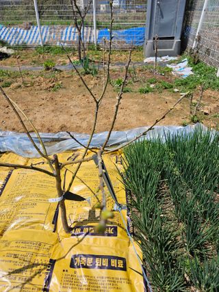 김재현님의 블루베리 · 영농일지 작성글 사진