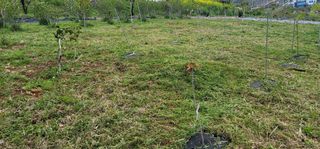 박종화님의 기타작물 · 영농일지 작성글 사진