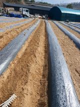 팜모닝 고추·영농일지 게시글 이미지