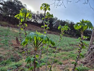 강인규님의 기타작물 · 영농일지 작성글 사진