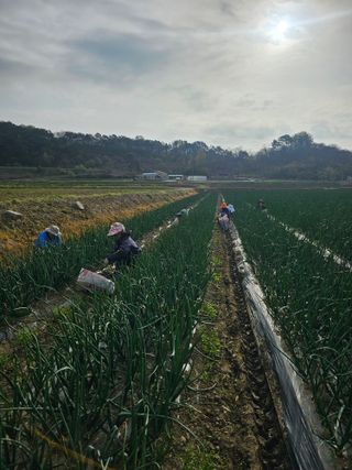 권정식님의 양파 · 영농일지 작성글 사진