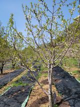 팜모닝 기타작물·영농일지 게시글 이미지