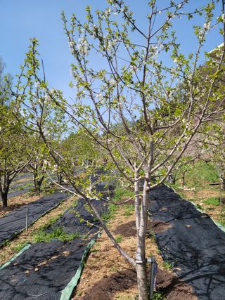 체리 김성자님의 기타작물 · 영농일지 작성글 사진