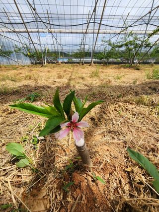 김영준님의 복숭아 · 영농일지 작성글 사진