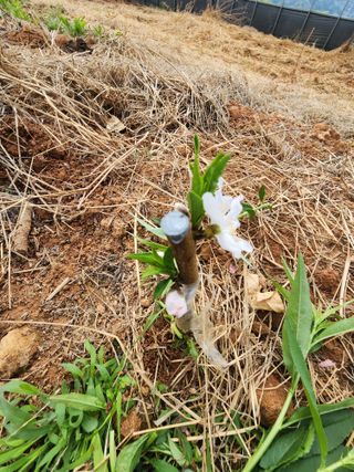 김영준님의 복숭아 · 영농일지 작성글 사진