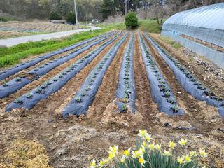 홍기철님의 옥수수 · 영농일지 작성글 사진