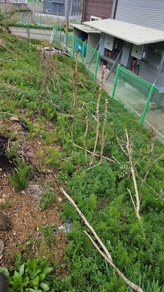 이순정님의 두릅 · 영농일지 작성글 사진