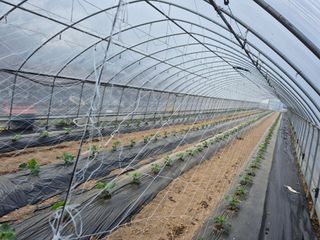 대진눙장막노동잡부님의 기타작물 · 영농일지 작성글 사진