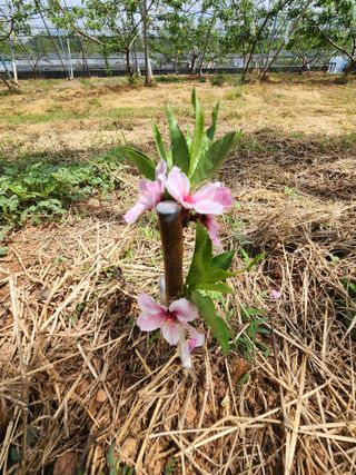 김영준님의 복숭아 · 영농일지 작성글 사진