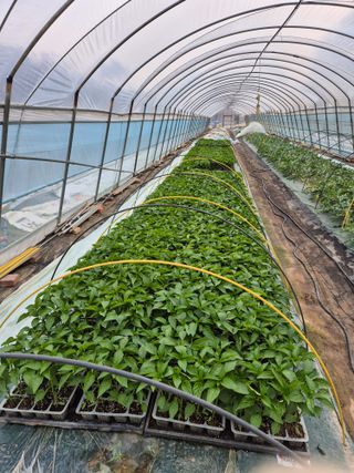 착한농부 안병하님의 기타작물 · 영농일지 작성글 사진