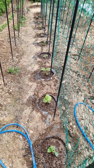 권혁렬님의 기타작물 · 영농일지 작성글 사진