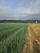 팜모닝 양파·영농일지 게시글 이미지