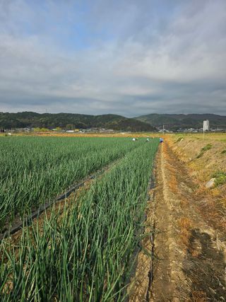 권정식님의 양파 · 영농일지 작성글 사진