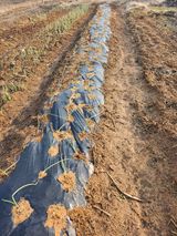 팜모닝 양파·영농일지 게시글 이미지