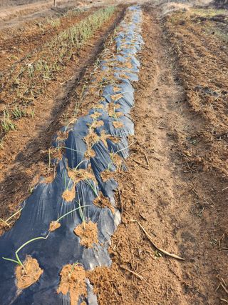 자연과의 소통님의 양파 · 영농일지 작성글 사진