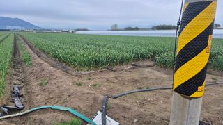 서정욱님의 마늘 · 영농일지 작성글 사진