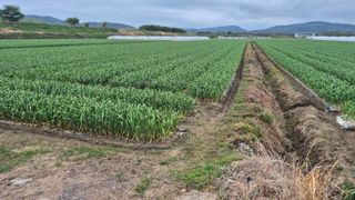 서정욱님의 마늘 · 영농일지 작성글 사진