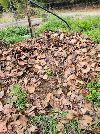 밀양달콤팜님의 기타작물 · 영농일지 작성글 사진