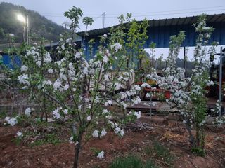 토마토080이인숙님의 기타작물 · 영농일지 작성글 사진