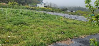 박종화님의 기타작물 · 영농일지 작성글 사진