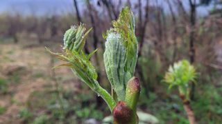 여우내 이순홍님의 블루베리 · 영농일지 작성글 사진