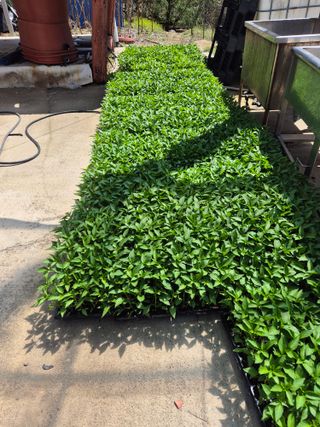 왕자농원님의 기타작물 · 영농일지 작성글 사진