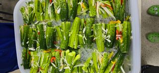 조영숙님의 오이 · 영농일지 작성글 사진