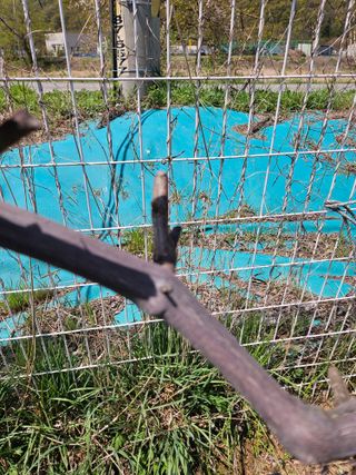 김재현님의 블루베리 · 영농일지 작성글 사진