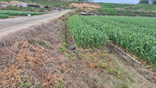 서정욱님의 마늘 · 영농일지 작성글 사진