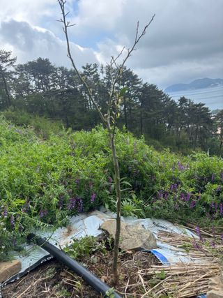 백민곤님의 기타작물 · 영농일지 작성글 사진