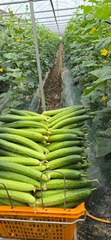 팜모닝 오이·영농일지 게시글 이미지