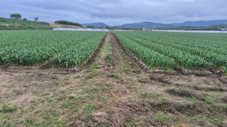 서정욱님의 마늘 · 영농일지 작성글 사진