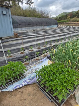 착한농부 안병하님의 기타작물 · 영농일지 작성글 사진