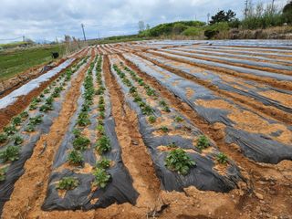 강창원님의 기타작물 · 영농일지 작성글 사진