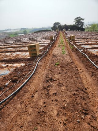 김저팔계님의 기타작물 · 영농일지 작성글 사진