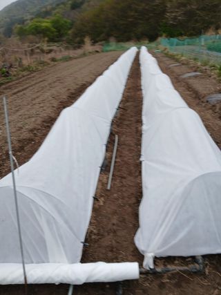 이승규님의 고추 · 영농일지 작성글 사진