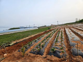 강창원님의 기타작물 · 영농일지 작성글 사진