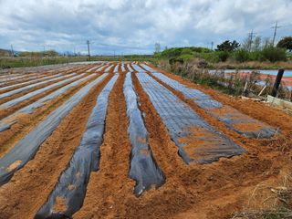 강창원님의 기타작물 · 영농일지 작성글 사진