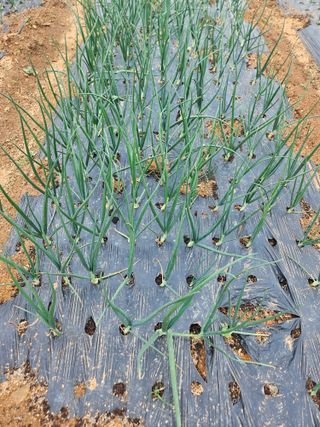 김기만님의 기타작물 · 영농일지 작성글 사진