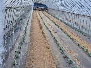 대진눙장막노동잡부님의 기타작물 · 영농일지 작성글 사진