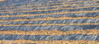 목대균님의 옥수수 · 영농일지 작성글 사진