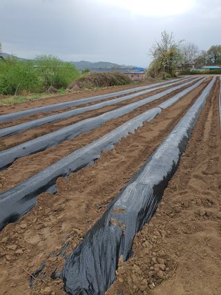 오경님의 고추 · 영농일지 작성글 사진