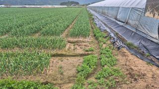 서정욱님의 마늘 · 영농일지 작성글 사진