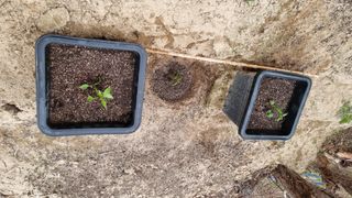 권혁렬님의 기타작물 · 영농일지 작성글 사진