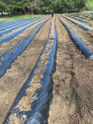 마늘25328님의 기타작물 · 영농일지 작성글 사진